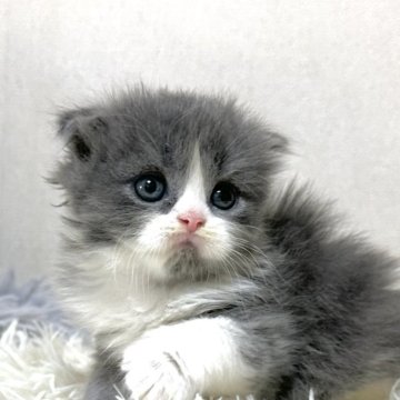 スコティッシュフォールド(立ち耳)【愛知県・男の子・2025年6月8日・ブルーアンドホワイト】の写真「お目目くりくりのかわいい男の子！」