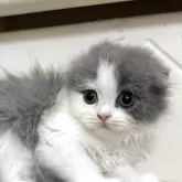 スコティッシュフォールド(折れ耳)
