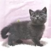 ブリティッシュショートヘア