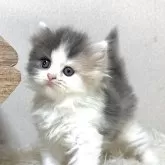 スコティッシュフォールド(立ち耳)