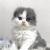 スコティッシュフォールド(折れ耳)