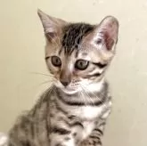 ベンガル
