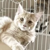 メインクーン