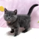 ブリティッシュショートヘア
