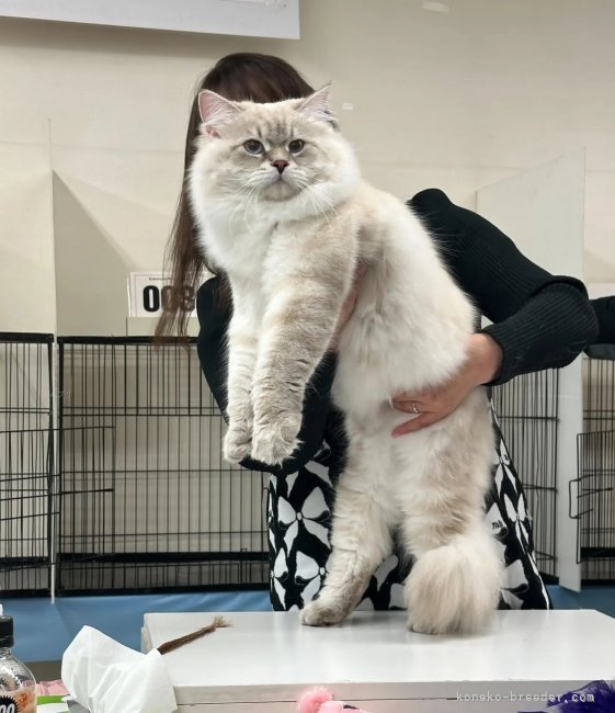 関西を中心にCFAやTICAキャットショーに参加しています。｜藤本　佳代子(ふじもと　かよこ)ブリーダー(大阪府・サイベリアン・CFA/TICA登録)の紹介写真7