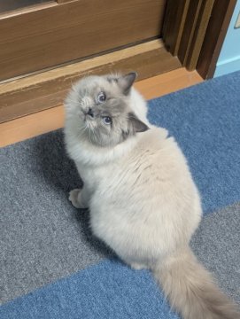 サイベリアン【大阪府・男の子・2023年8月6日・ブルーポイント】の写真「【外産】遊び好きで構ってちゃんな男の子」