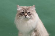 サイベリアン【・男の子・2022年10月15日・ブルーリンクスポイント】