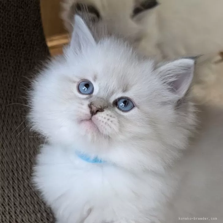 ID:2504-01109の子猫