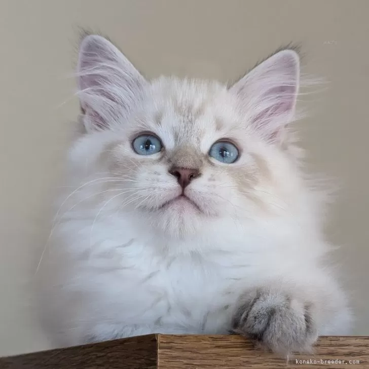 ID:2409-01885の子猫