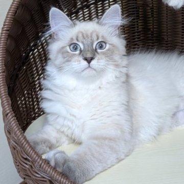 サイベリアン【大阪府・女の子・2025年4月19日・ブルーリンクスポイント】の写真「テディベアのようなむちころな女の子❤️」