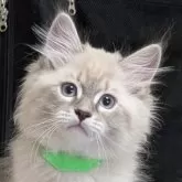 サイベリアン