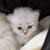 サイベリアン【大阪府・男の子・2025年4月19日・ブルーリンクスポイント】の写真6