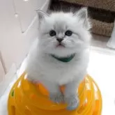 サイベリアン【大阪府・男の子・2025年3月2日・ブルーリンクスポイント】の写真6