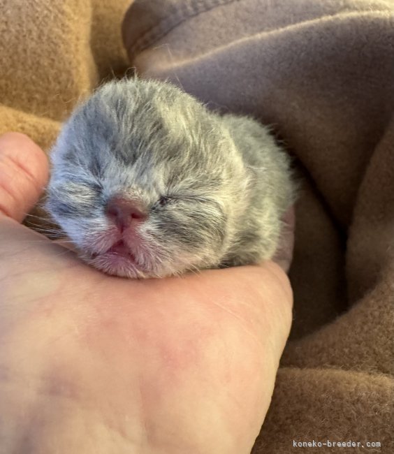 親猫と私の二人三脚で育ててます♪｜松本　俊子(まつもと　としこ)ブリーダー(神奈川県・エキゾチックショートヘアなど・CFA/ICC登録)の紹介写真4