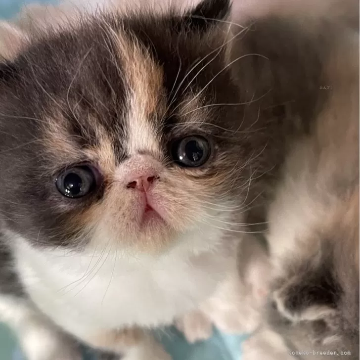 ID：2402-02103の子猫