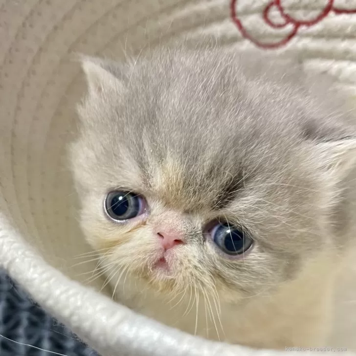 ID:2402-02102の子猫