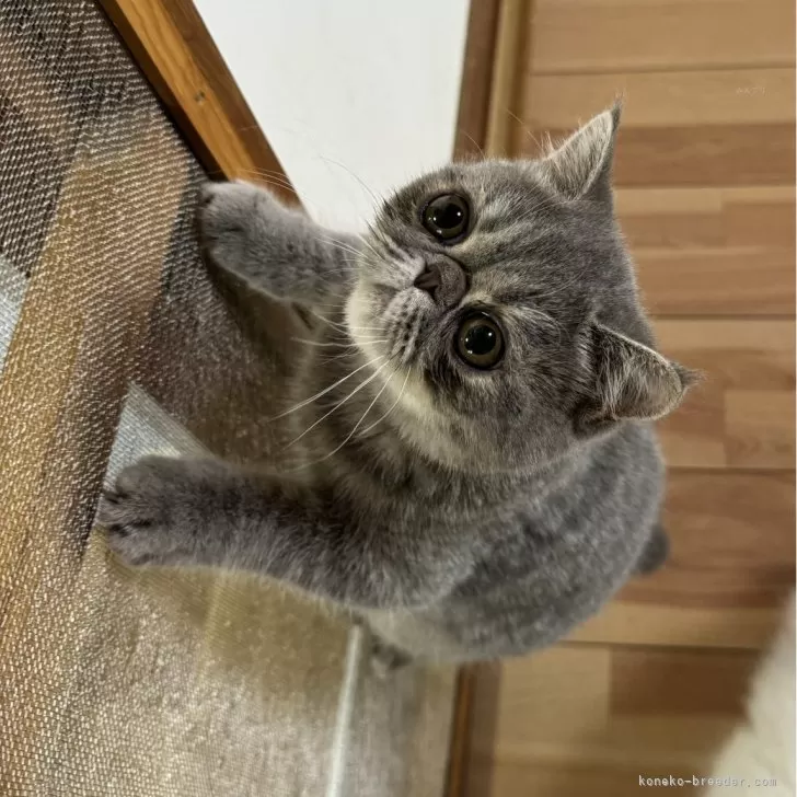 ID:2405-03305の子猫