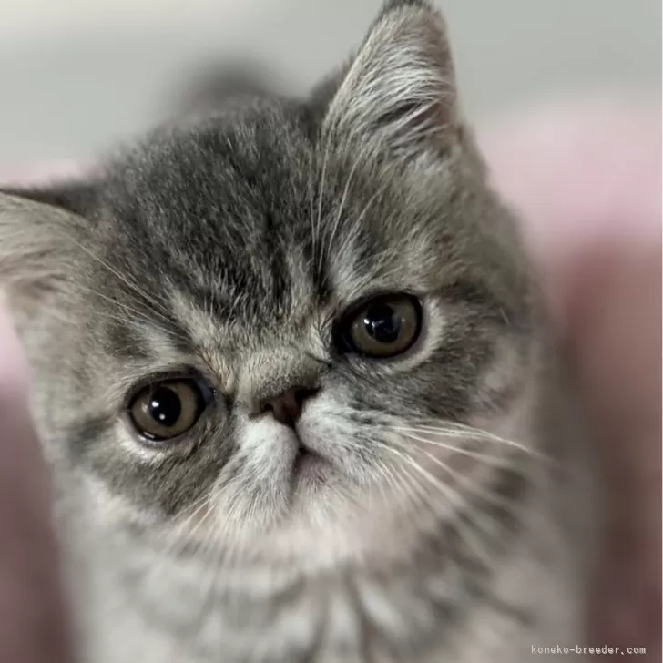 ID:2411-01010の子猫