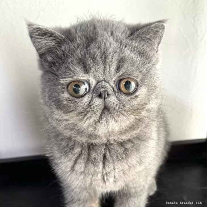 A.W 様のお迎えした子猫