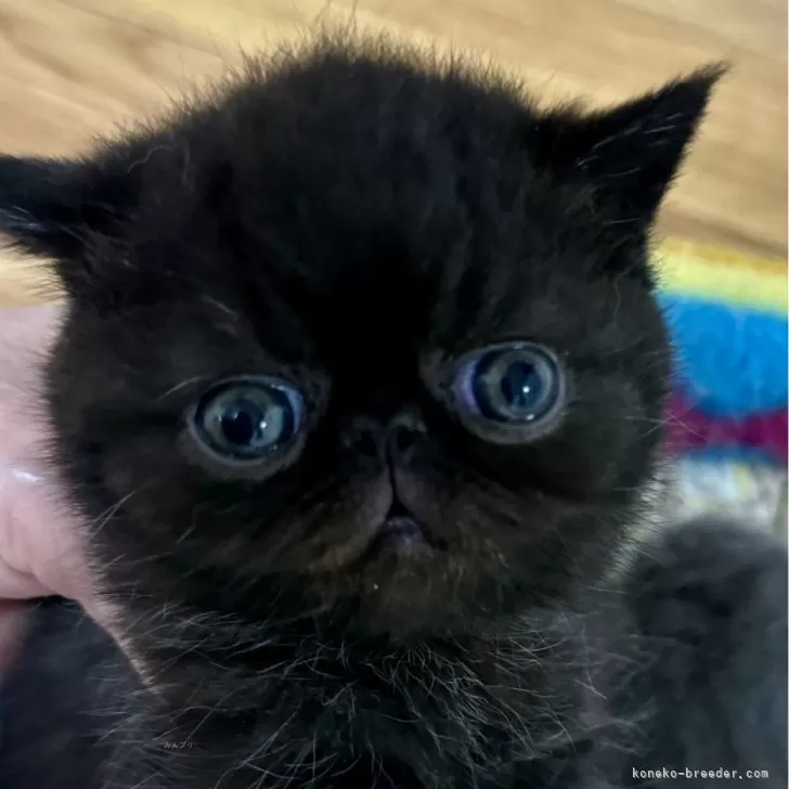 Y.S 様のお迎えした子猫