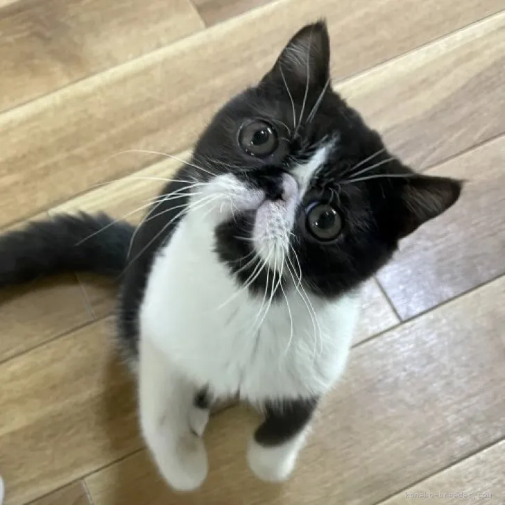 ID:2306-00399の子猫
