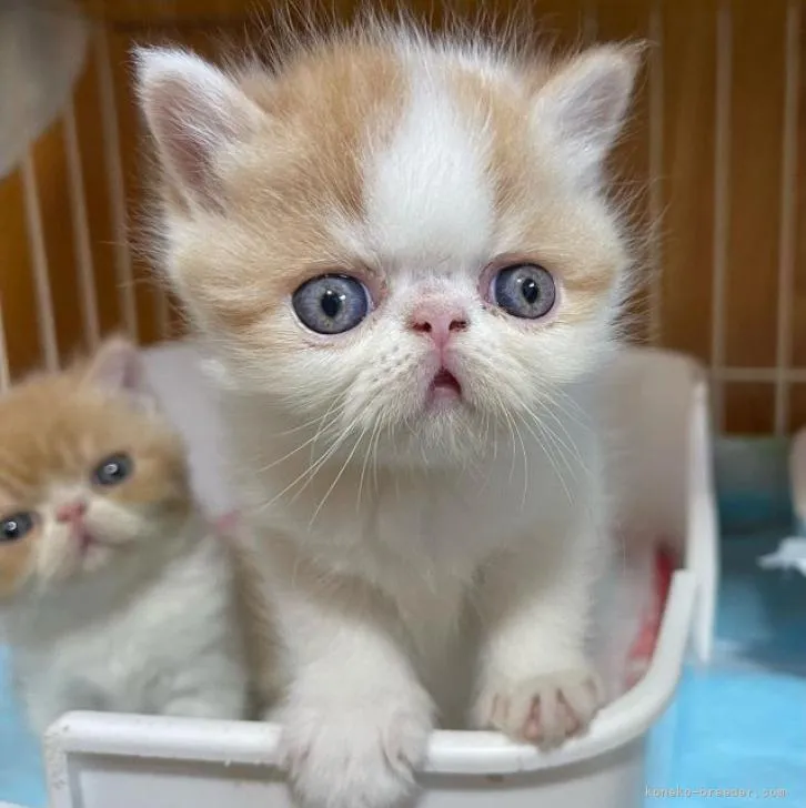 ID:2211-02728の子猫
