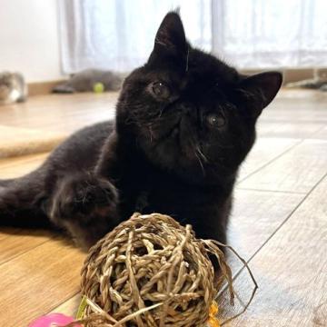 エキゾチックショートヘア【神奈川県・男の子・2022年4月10日・ブラック（ショート）】の写真「お目めクリクリのまん丸お顔のボクちゃんです♡」