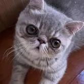 エキゾチックショートヘア【神奈川県・男の子・2022年5月11日・ブルータビー】の写真1「優良血統のおめ目の大きなボクちゃんです！パパはグランドチャンピオン！元気で愉快な子です。」