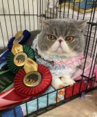 エキゾチックショートヘア【・男の子・2017年6月21日・BLEUSPT,TABBY&WHITE】「お行儀の良い賢いルパンです！」