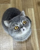 エキゾチックショートヘア【・男の子・2017年4月5日・ブルータビー】「まん丸お顔がチャームポイント♪」