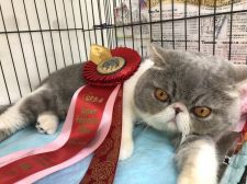 エキゾチックショートヘア【・男の子・2017年6月21日・BLEUSPT,TABBY&WHITE】