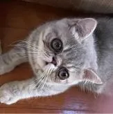 エキゾチックショートヘア【神奈川県・男の子・2022年5月11日・ブルータビー】の写真3「ワクチン接種に行ってきました♡」