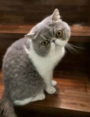 エキゾチックショートヘア【・男の子・2017年6月21日・BLEUSPT,TABBY&WHITE】