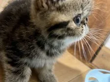 エキゾチックショートヘア【神奈川県・女の子・2021年9月2日・ブラウンクラッシックタビー】の写真4