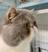 エキゾチックショートヘア【・男の子・2017年6月21日・BLEUSPT,TABBY&WHITE】