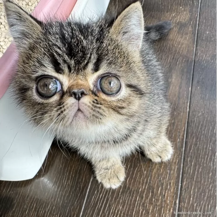 ID：2505-01821の子猫