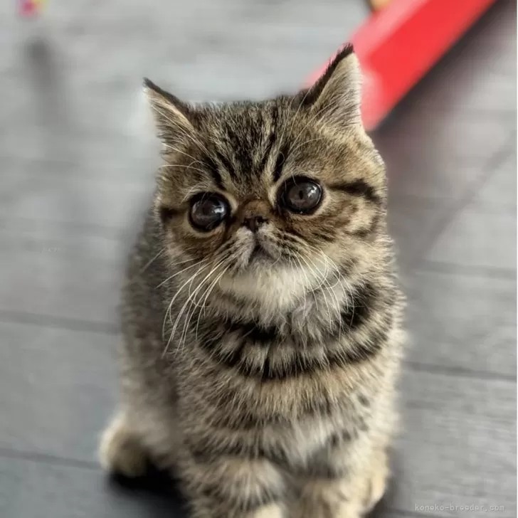 ID：2505-00957の子猫