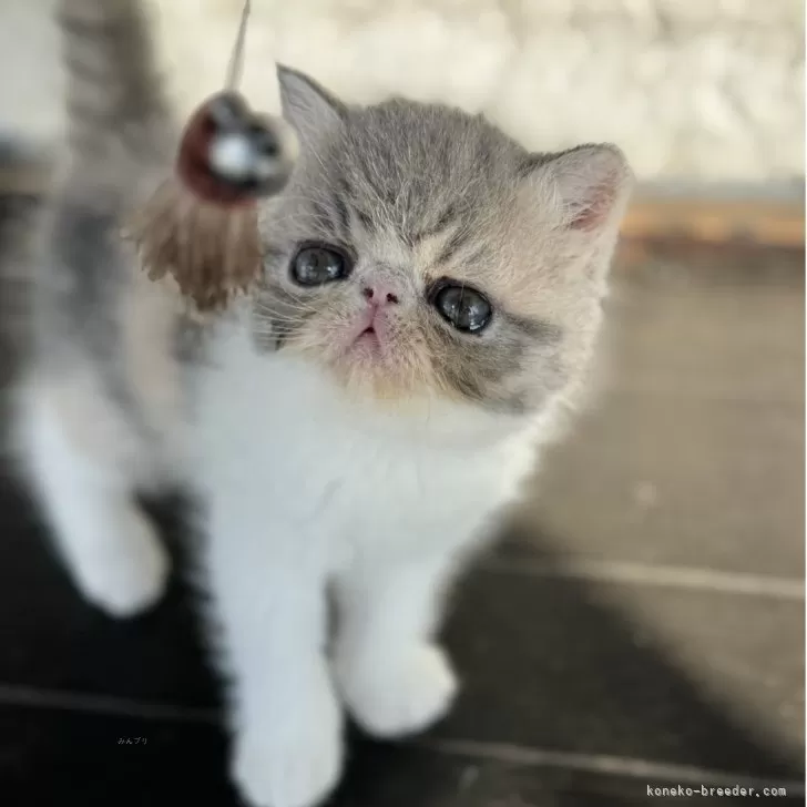 エキゾチックショートヘア【神奈川県・女の子・2025年10月27日・ダイリユートキャリコ(三毛)】の写真1「離乳食中なのでお顔が汚いですが ふわふわなタレ目ちゃんで元気な女の子です♡♡」