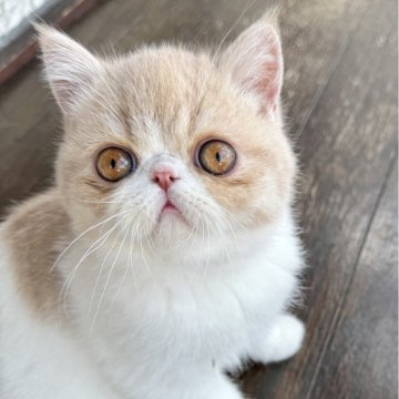 エキゾチックショートヘア【神奈川県・男の子・2024年12月28日・クリームタビー&ホワイト】の写真「色のキレイなバイカラー(2色)のボクちゃん♡♡♡」