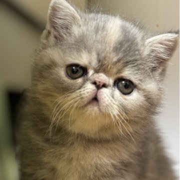 エキゾチックショートヘア【神奈川県・女の子・2025年10月27日・ブルークリーム】の写真「真ん中に稲妻マークが入ってます♡♡」