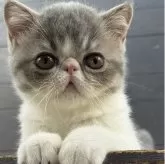 エキゾチックショートヘア