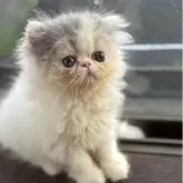 エキゾチックロングヘア