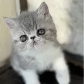 エキゾチックショートヘア