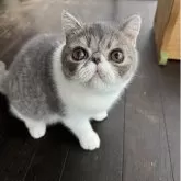 エキゾチックショートヘア