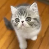 エキゾチックショートヘア