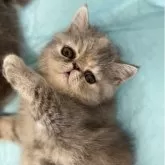 エキゾチックショートヘア