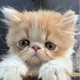 エキゾチックロングヘア
