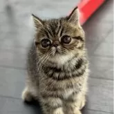エキゾチックショートヘア