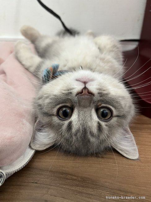 一般家庭で家族として普通に暮らしてる猫さん達です🥰｜小野　裕子(おの　ゆうこ)ブリーダー(東京都・フォールデックス・KCC登録)の紹介写真2