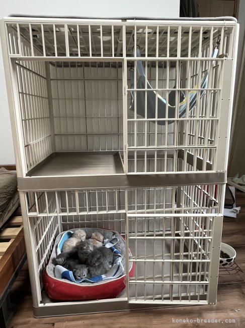 基本自由だけどお産部屋だけは確保🥰｜小野　裕子(おの　ゆうこ)ブリーダー(東京都・フォールデックス・KCC登録)の紹介写真3